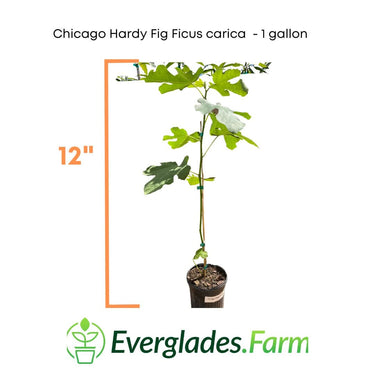 Chicago Hardy Fig Ficus carica